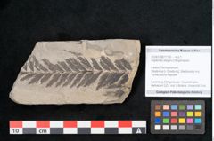 Foto (Objekt + Etikett) von Asplenites elegans Ettingshausen (NHMW-GEO-2024-0188-11190)